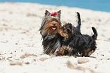 YORKSHIRE TERRIER 131